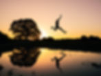 Rewiring Your Mind with AE Therapy, Angelica Esposito | EMDR Burlington