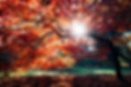 Coping With Change in the Fall: Finding Balance in Times of Transition by Angelica Esposito | EMDR Therapy in Burlington and virtually across Ontario