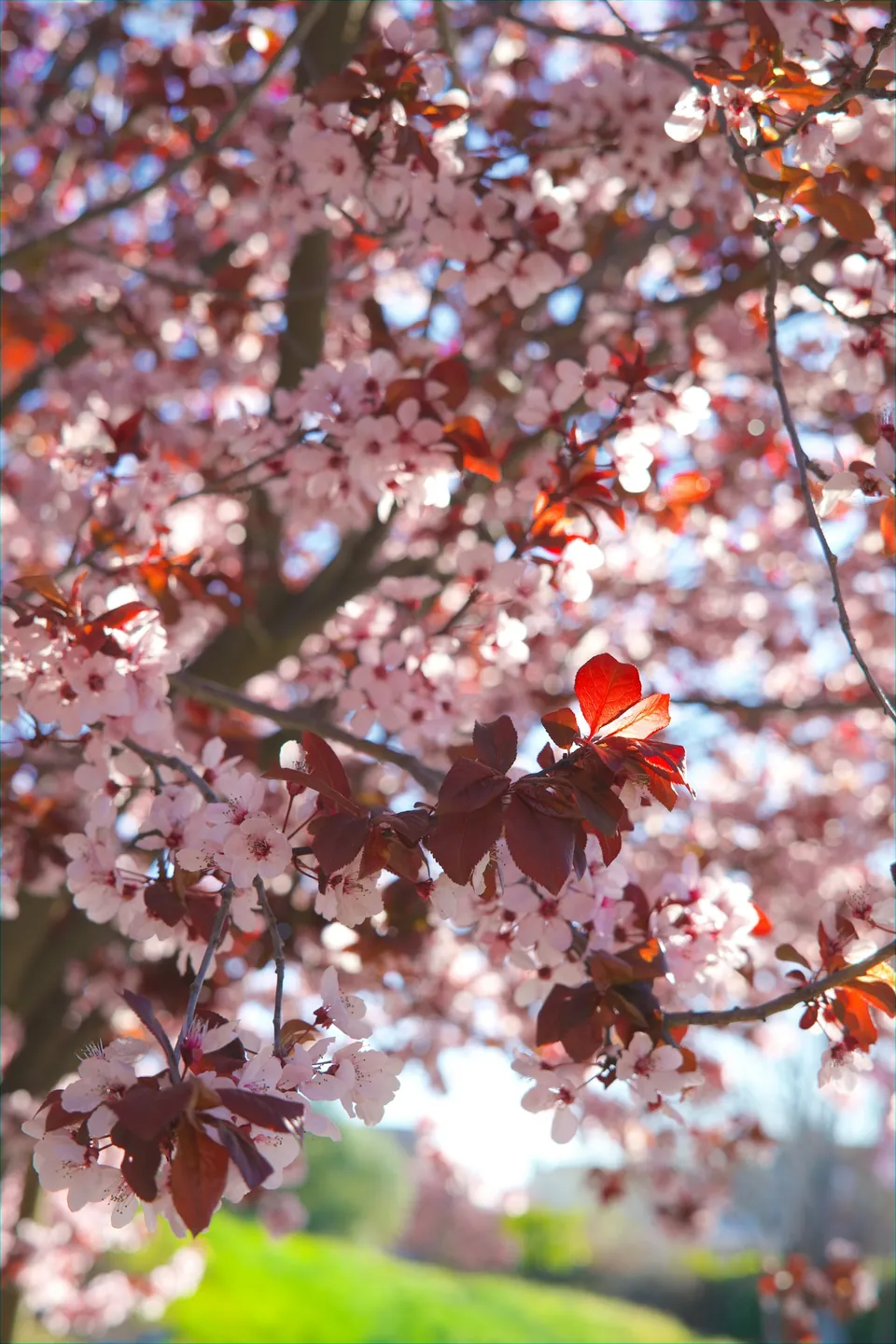 Pink cherry blossoms catching sunlight above a green garden