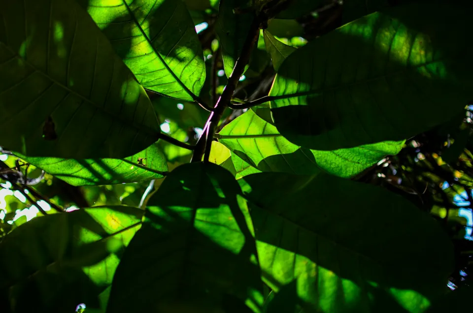 Sunlight shining through layers of green leaves