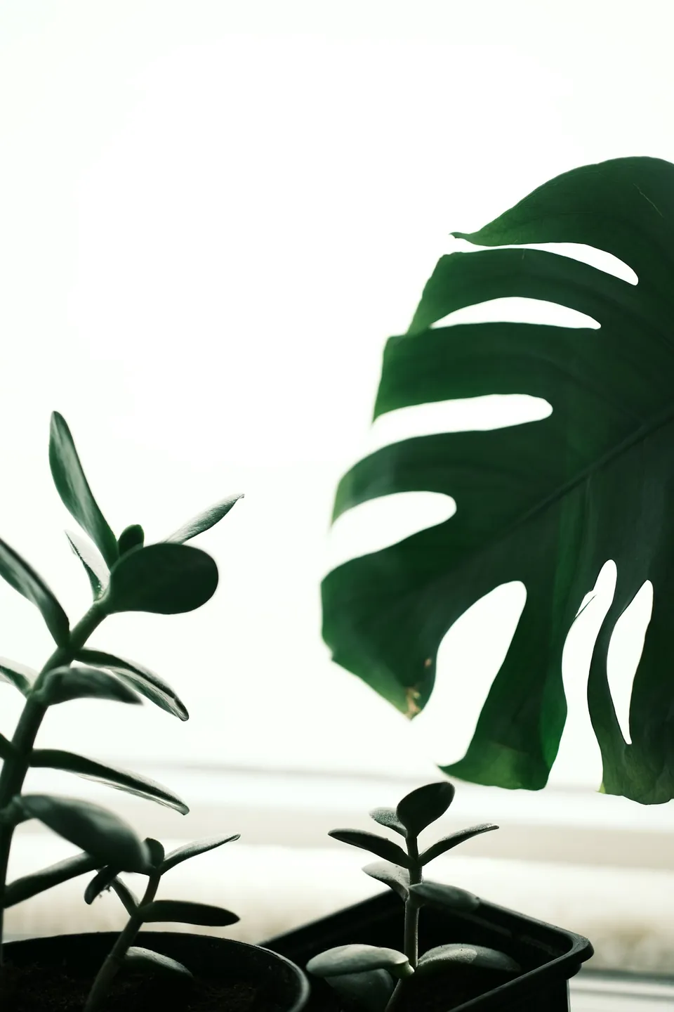 Monstera and jade plants in natural window light