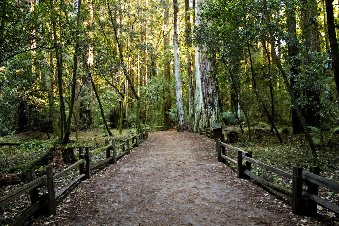 Sunlight filtering through tall trees along a woodland path